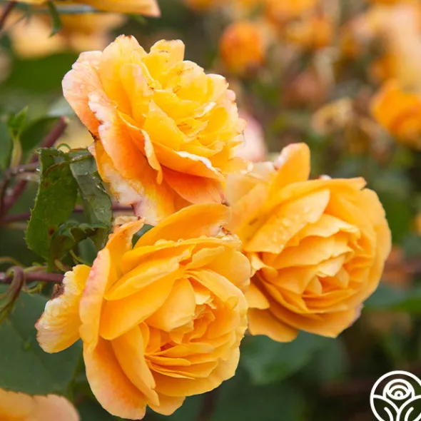 Heirloom Roses Strike It Rich™