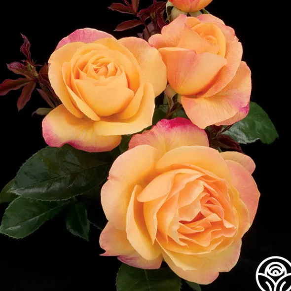 Heirloom Roses Strike It Rich™