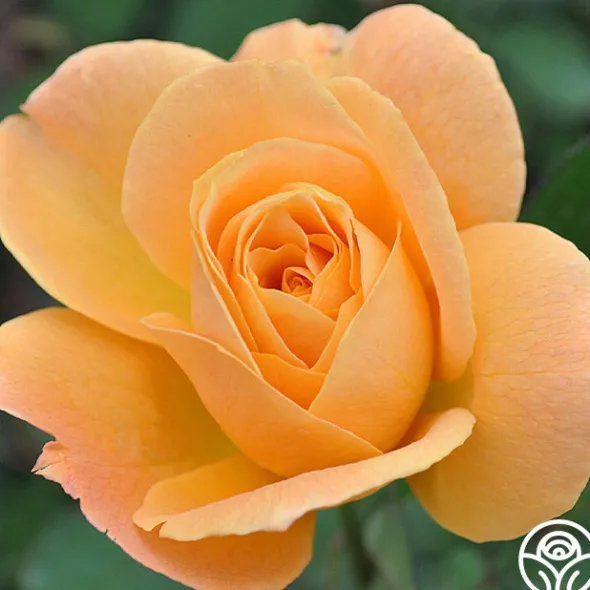 Heirloom Roses Strike It Rich™