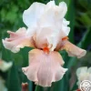 Heirloom Roses Struck Twice Discount