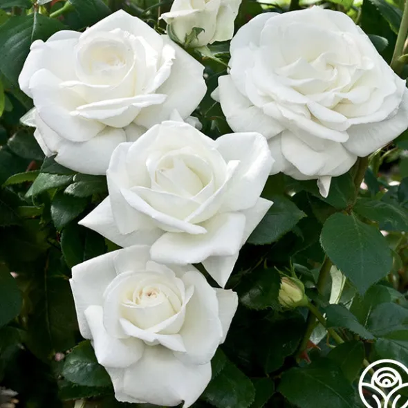 Heirloom Roses Sugar Moon Sale