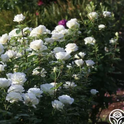 Heirloom Roses Sugar Moon Sale