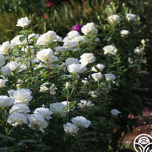 Heirloom Roses Sugar Moon Sale