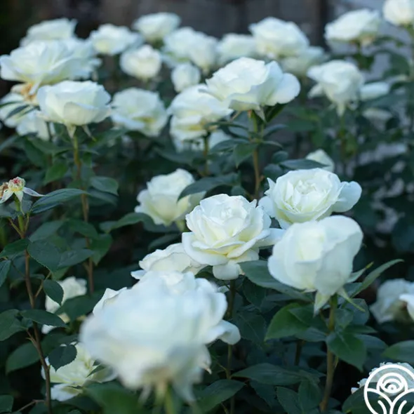 Heirloom Roses Sugar Moon Sale