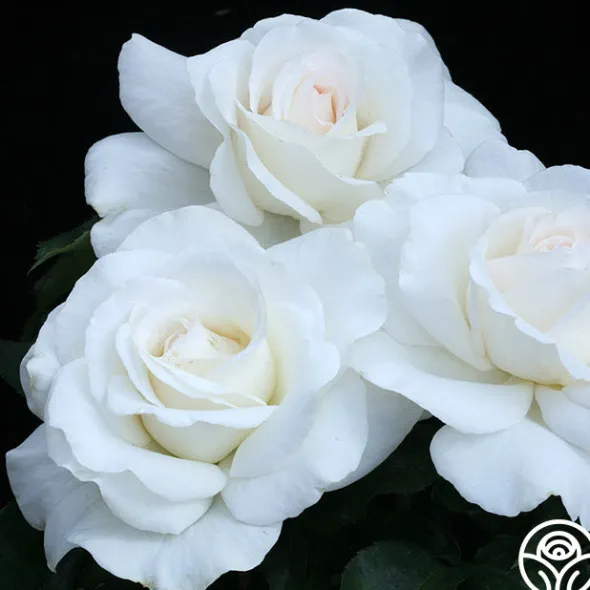 Heirloom Roses Sugar Moon Sale