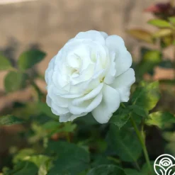 Heirloom Roses Sugar Moon Sale