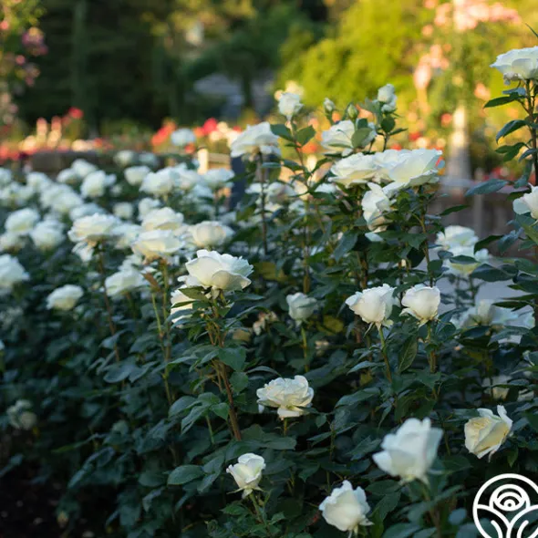 Heirloom Roses Sugar Moon Sale