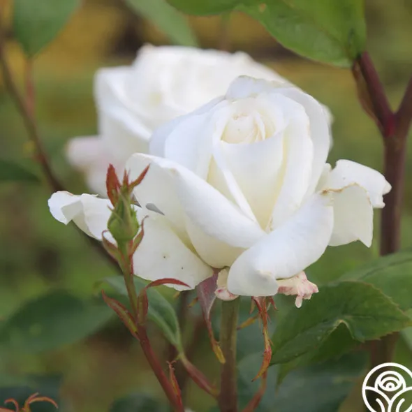 Heirloom Roses Sugar Moon Sale