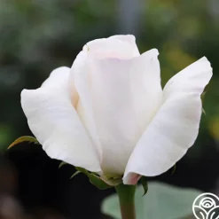 Heirloom Roses Sugar Moon Sale
