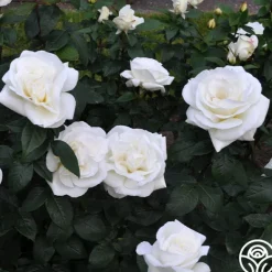 Heirloom Roses Sugar Moon Sale