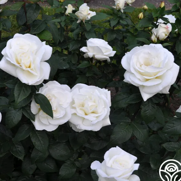 Heirloom Roses Sugar Moon Sale