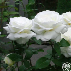 Heirloom Roses Sugar Moon Sale