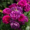 Heirloom Roses Sultry Night™ Discount