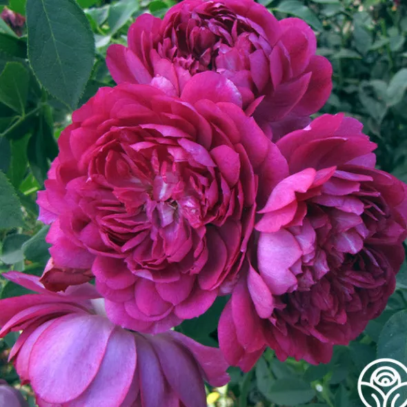 Heirloom Roses Sultry Night™ Discount