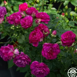 Heirloom Roses Sultry Night™ Discount
