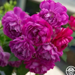 Heirloom Roses Sultry Night™ Discount