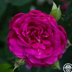 Heirloom Roses Sultry Night™ Discount