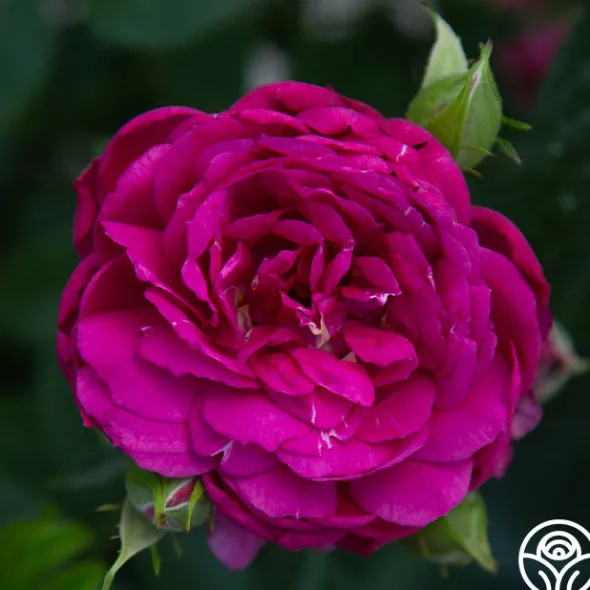 Heirloom Roses Sultry Night™ Discount