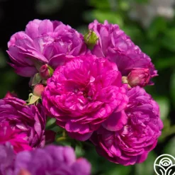 Heirloom Roses Sultry Night™ Discount
