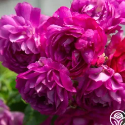 Heirloom Roses Sultry Night™ Discount