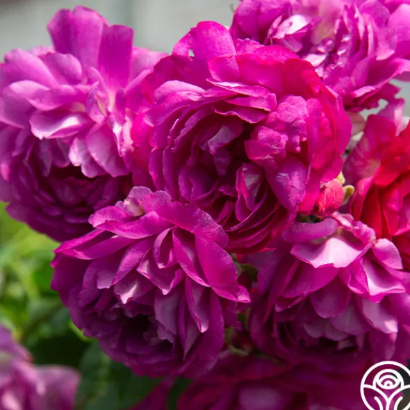 Heirloom Roses Sultry Night™ Discount
