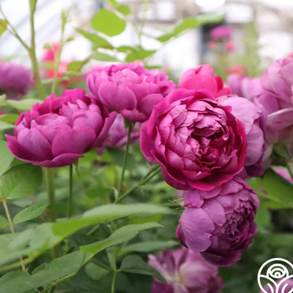 Heirloom Roses Sultry Night™ Discount