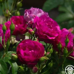 Heirloom Roses Sultry Night™ Discount