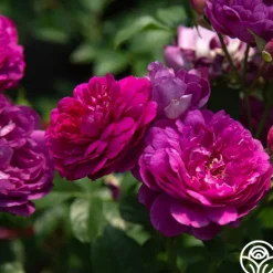 Heirloom Roses Sultry Night™ Discount