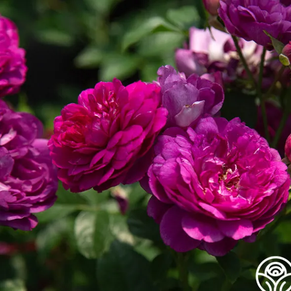 Heirloom Roses Sultry Night™ Discount