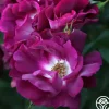 Heirloom Roses Sultry Sangria™ Outlet