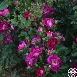 Heirloom Roses Sultry Sangria™ Outlet