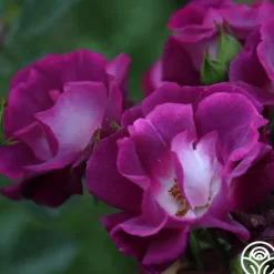 Heirloom Roses Sultry Sangria™ Outlet