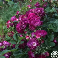 Heirloom Roses Sultry Sangria™ Outlet