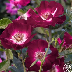 Heirloom Roses Sultry Sangria™ Outlet