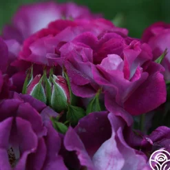 Heirloom Roses Sultry Sangria™ Outlet