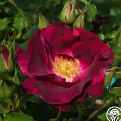 Heirloom Roses Sultry Sangria™ Outlet