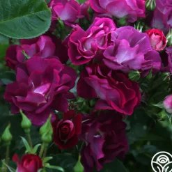 Heirloom Roses Sultry Sangria™ Outlet