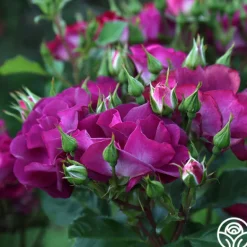 Heirloom Roses Sultry Sangria™ Outlet