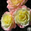 Heirloom Roses Summer Fashion Hot