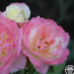 Heirloom Roses Summer Fashion Hot