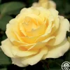Heirloom Roses Summer Love™ Clearance