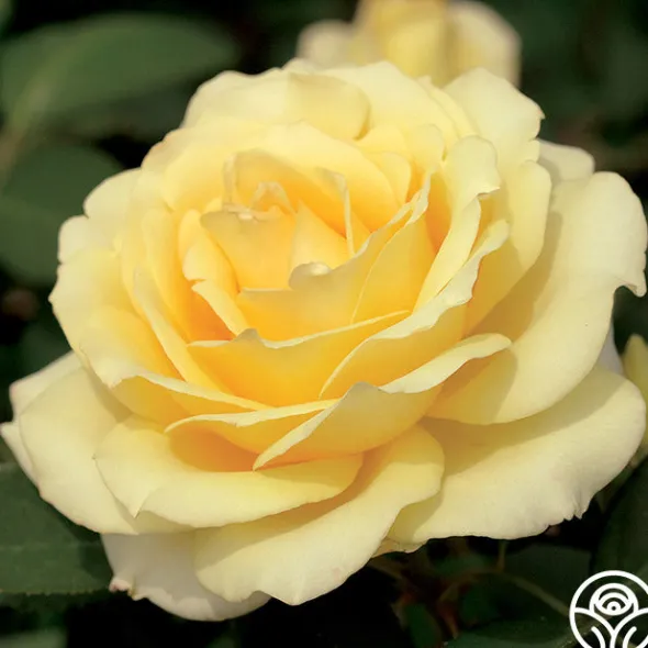Heirloom Roses Summer Love™ Clearance