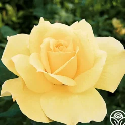 Heirloom Roses Summer Love™ Clearance