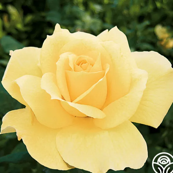 Heirloom Roses Summer Love™ Clearance