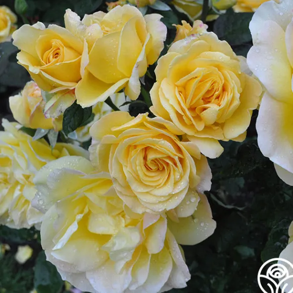Heirloom Roses Summer Love™ Clearance