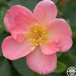 Heirloom Roses Summer Wind Discount