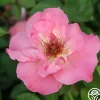 Heirloom Roses Summer Wine Outlet