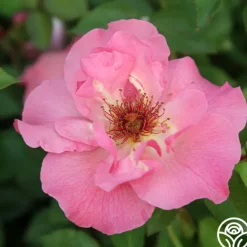 Heirloom Roses Summer Wine Outlet