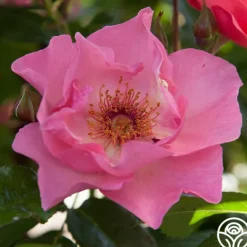 Heirloom Roses Summer Wine Outlet