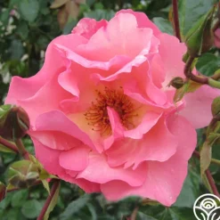 Heirloom Roses Summer Wine Outlet